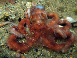 Image of southern white-spot octopus