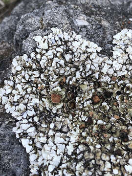 Image of rim lichen