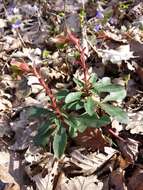 Image of Wood Spurge