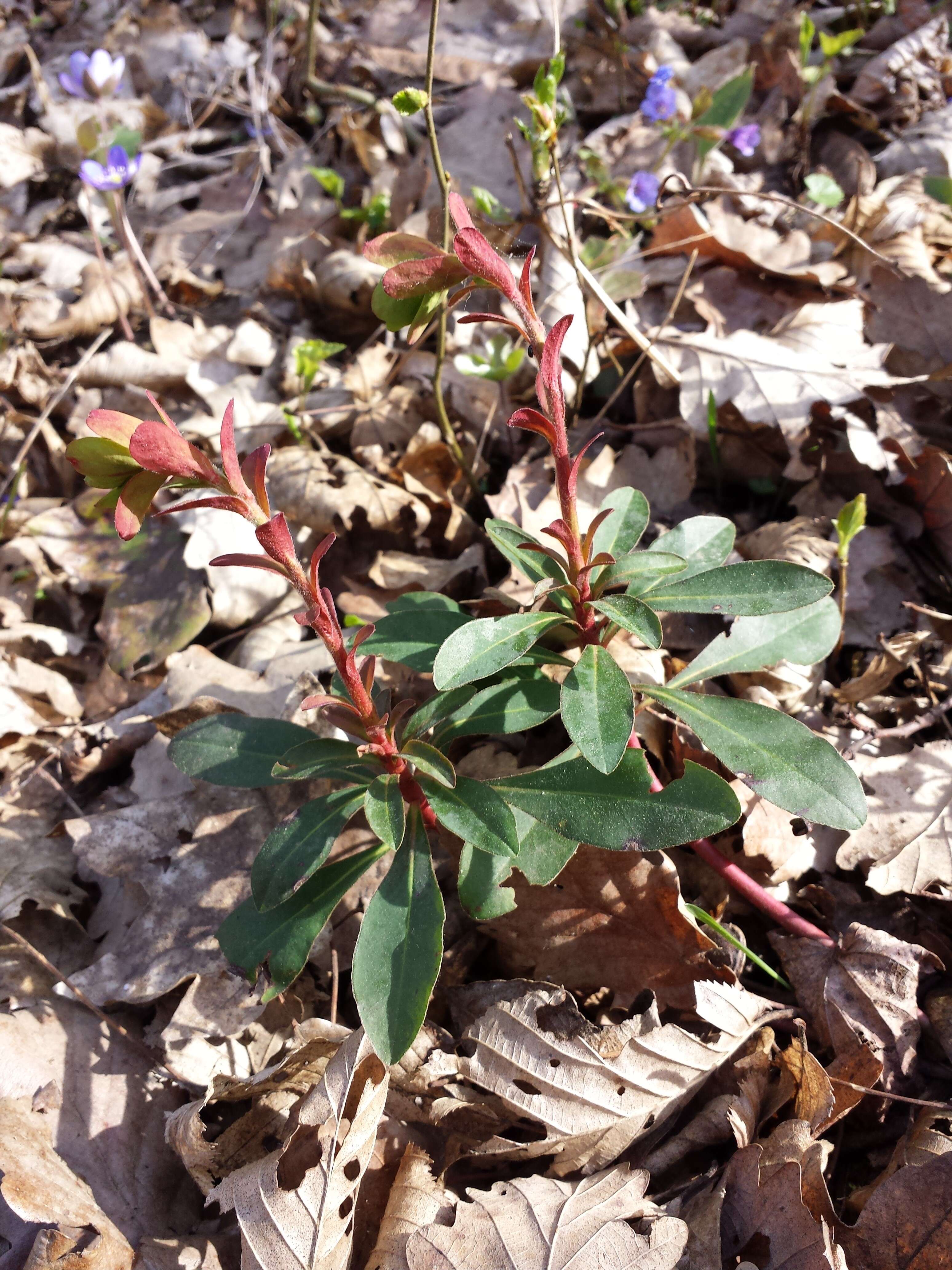 Image of Wood Spurge