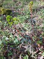 Image of Wood Spurge