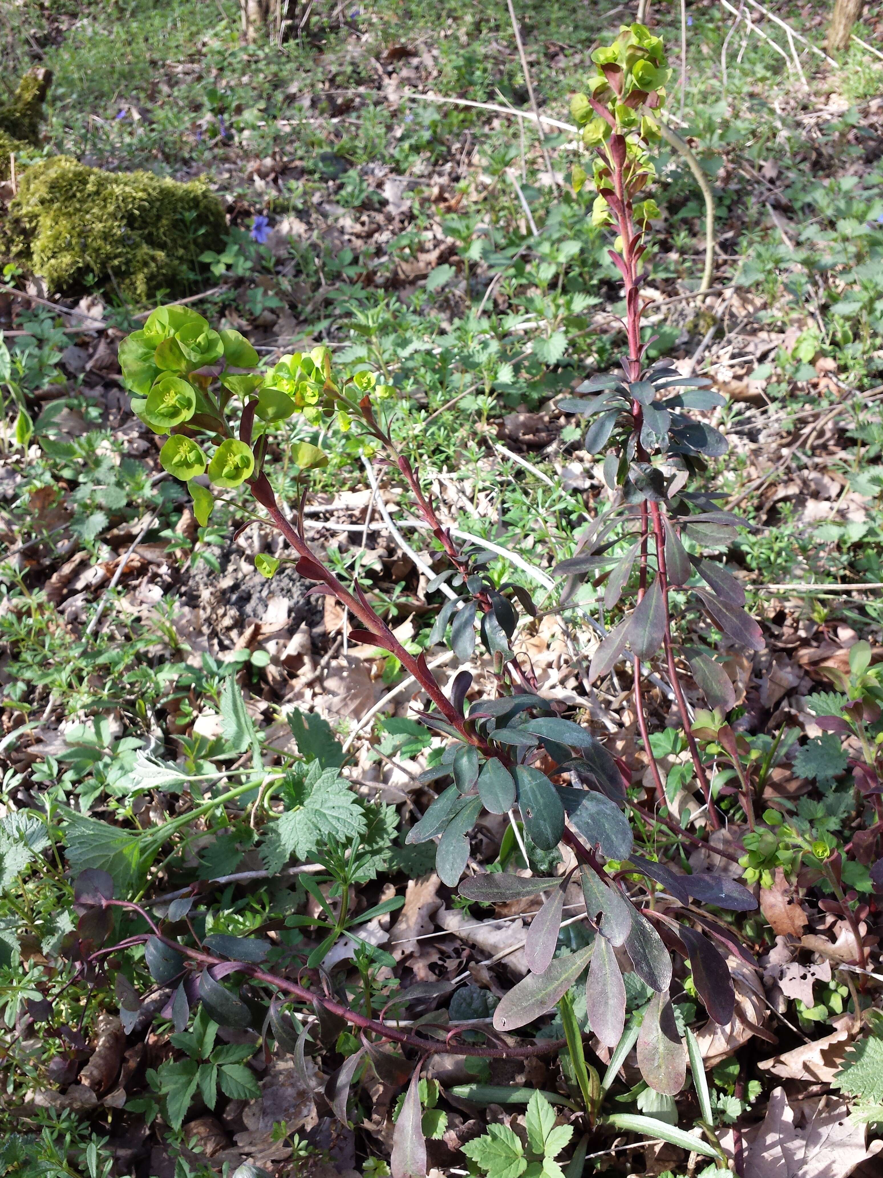 Image of Wood Spurge