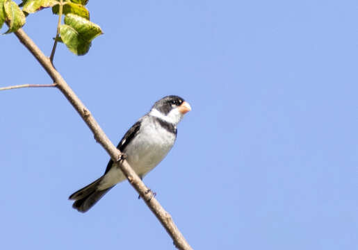 Image of White-throated Seedeater