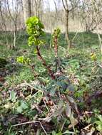 Image of Wood Spurge