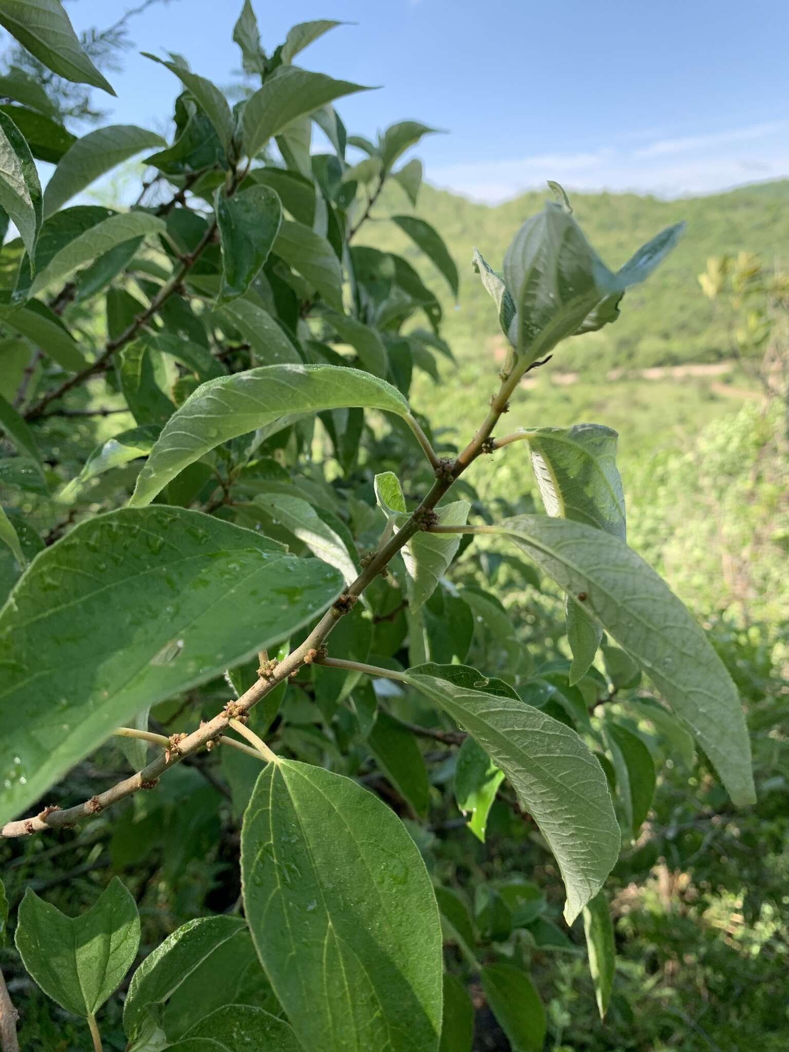 Imagem de Pouzolzia mixta Solms