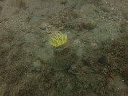 Image of Mediterranean cerianthid