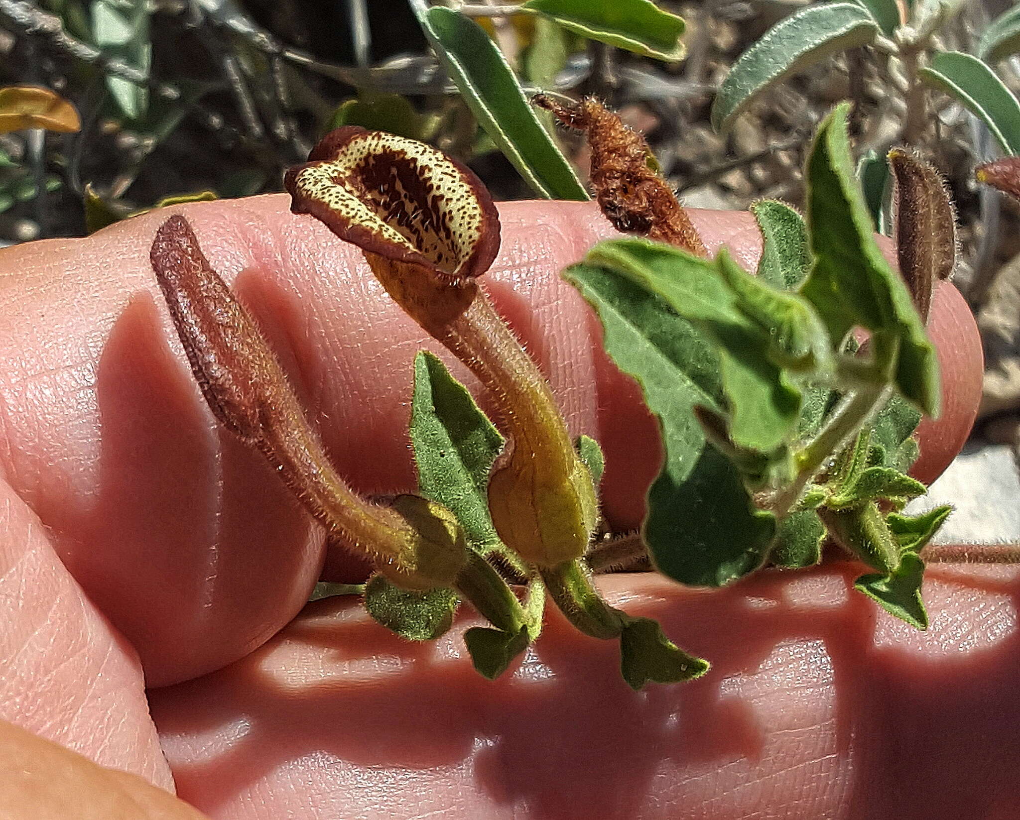 Image de Aristolochia coryi I. M. Johnston