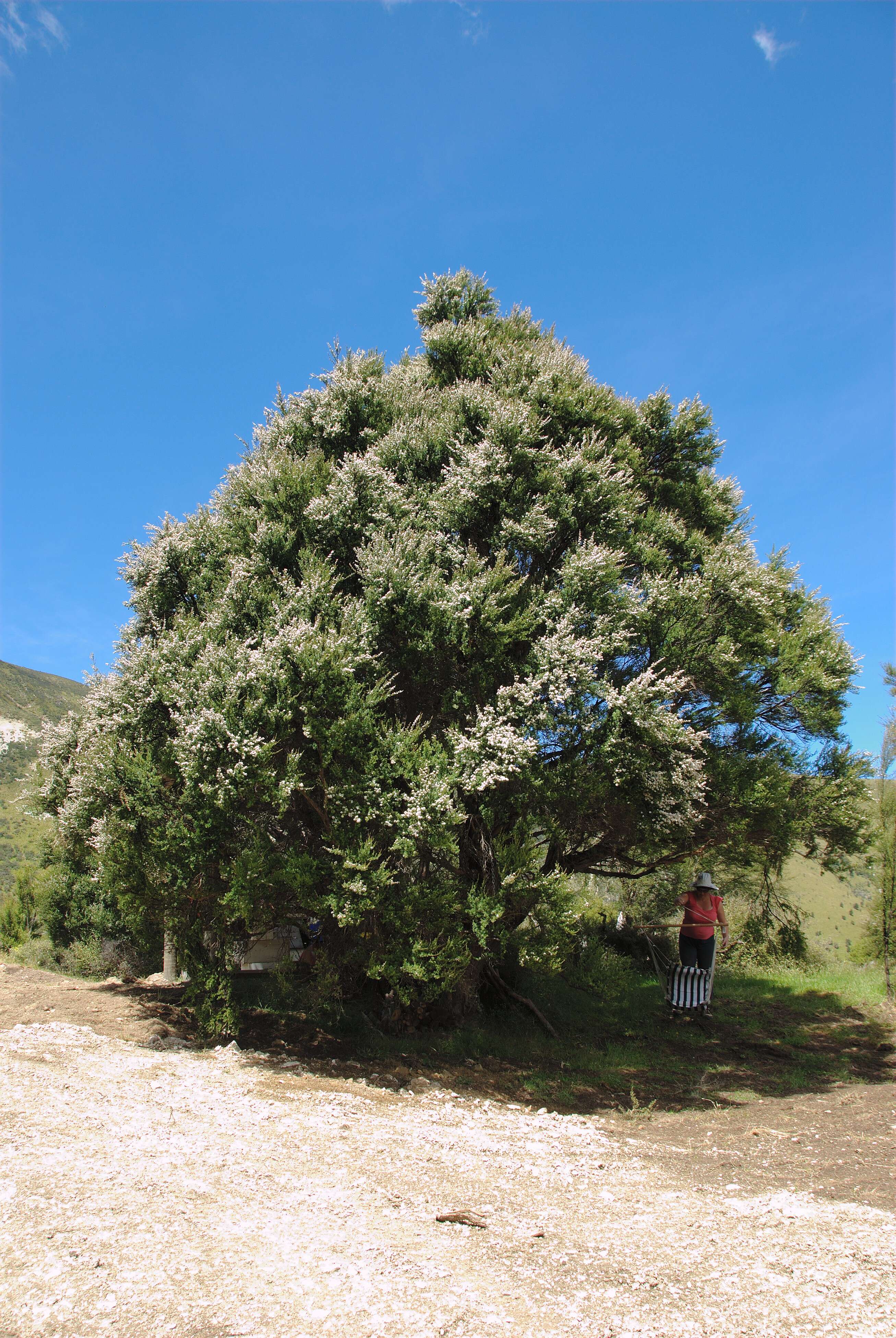 Sivun Kunzea ericoides (A. Rich.) J. Thompson kuva