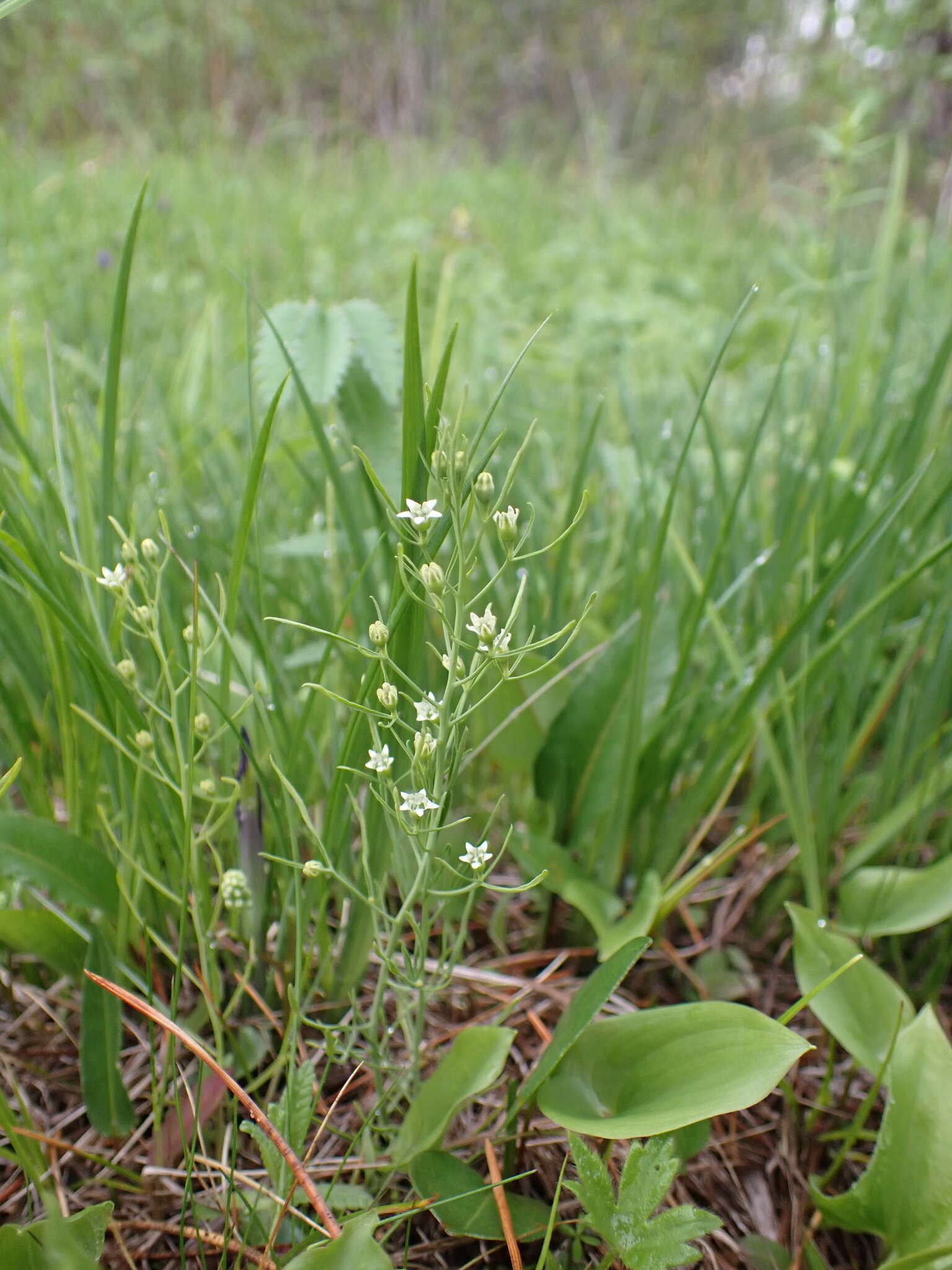 Image of Thesium repens Ledeb.