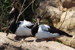 Image of magpie-goose