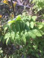 Polygonatum pubescens (Willd.) Pursh resmi