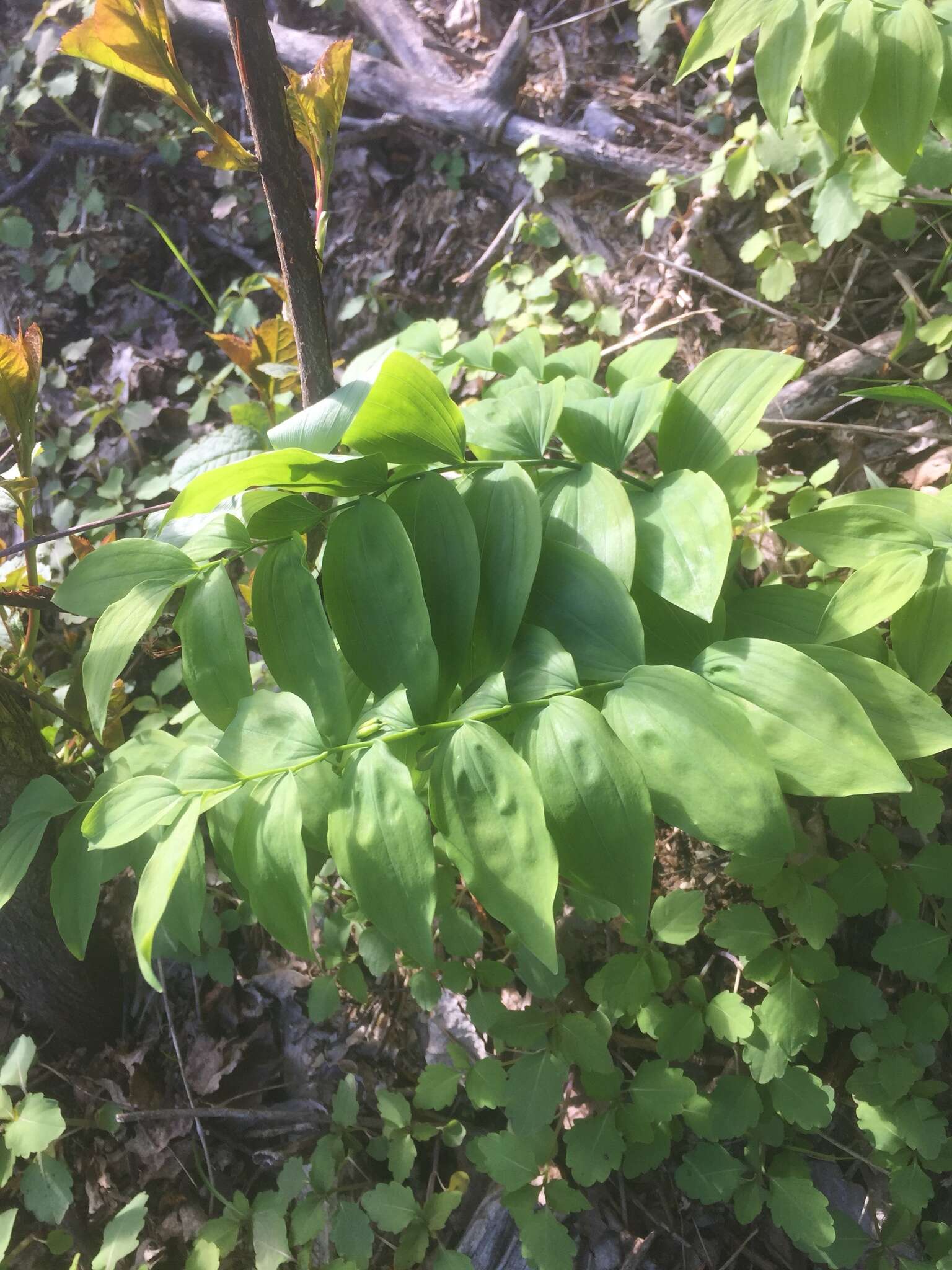 Polygonatum pubescens (Willd.) Pursh resmi