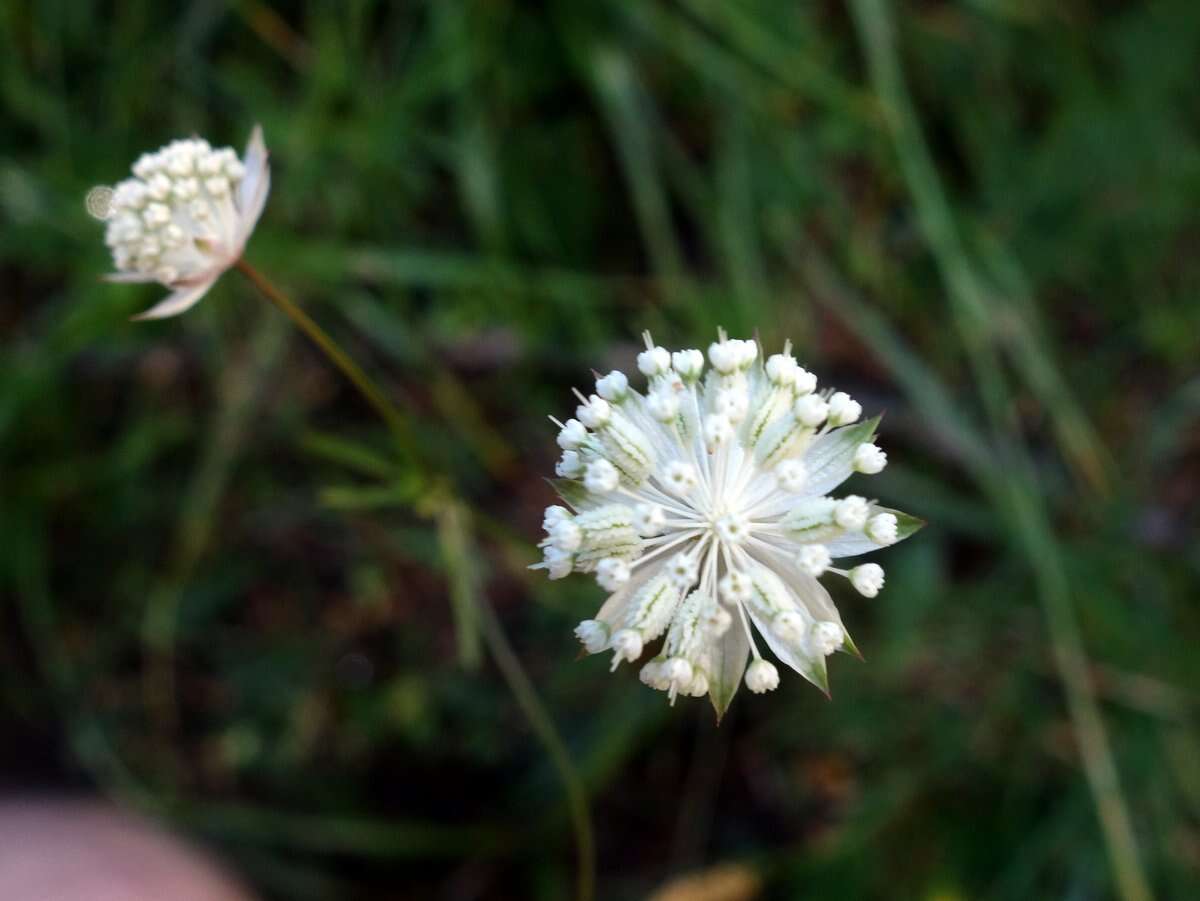 Imagem de Astrantia minor L.