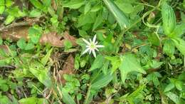 Image of Passiflora capsularis L.