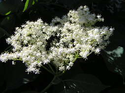 Imagem de Sambucus nigra L.