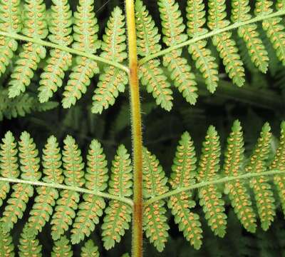 Image of Hypolepis rugosula subsp. villoso-viscida (Thouars) Schwartsb. & J. Prado