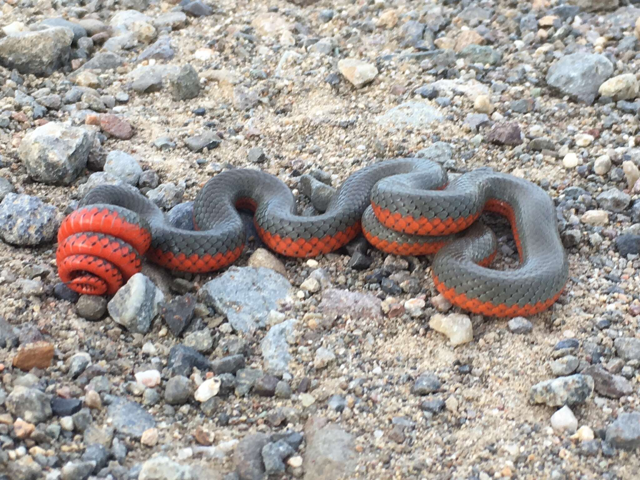 Image of Diadophis punctatus vandenburgii Blanchard 1923