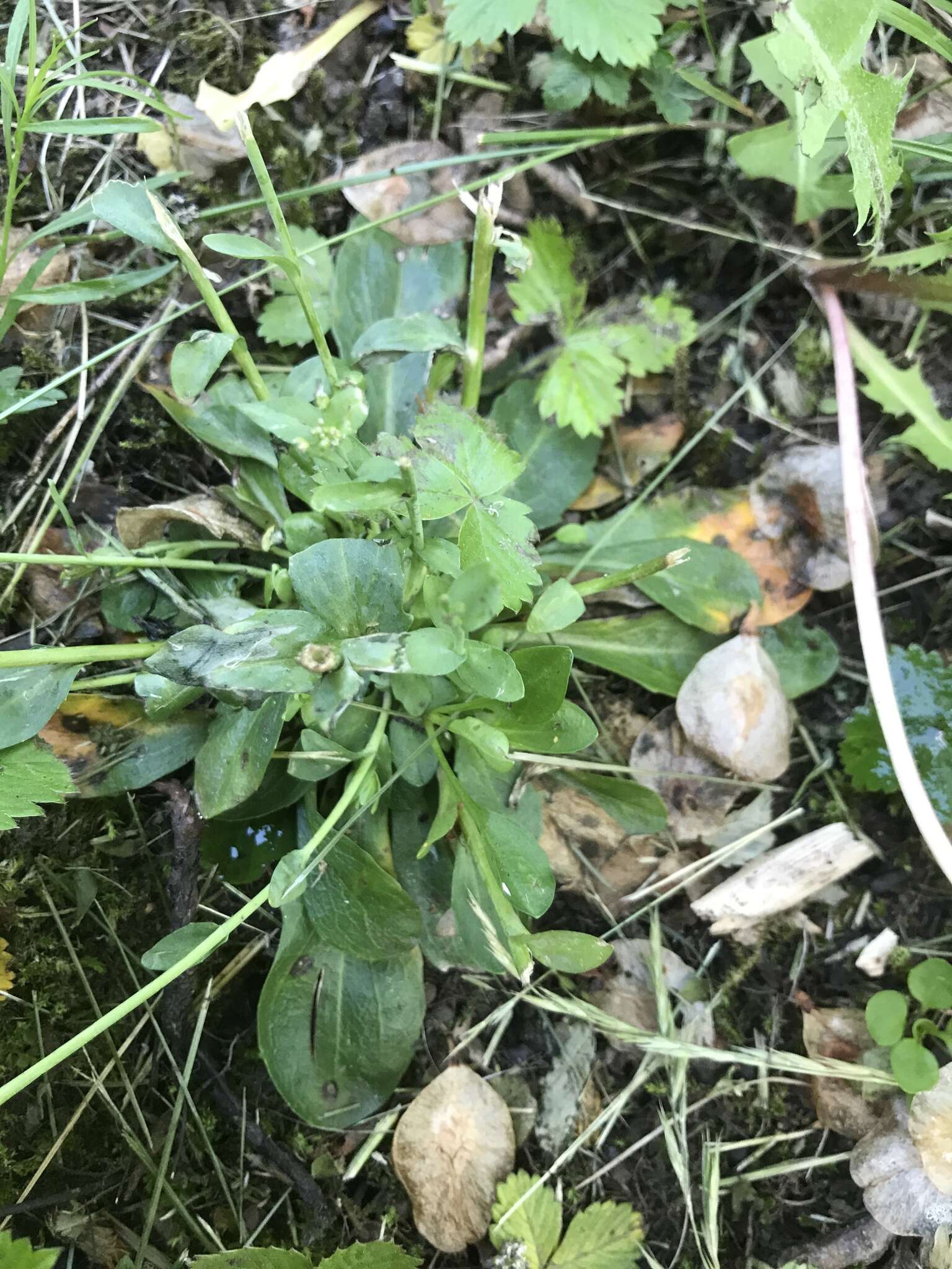 Image of Alpine Pennycress