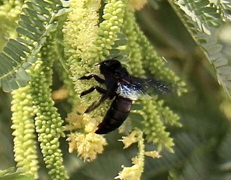 Image of Xylocopa sulcatipes Maa 1970