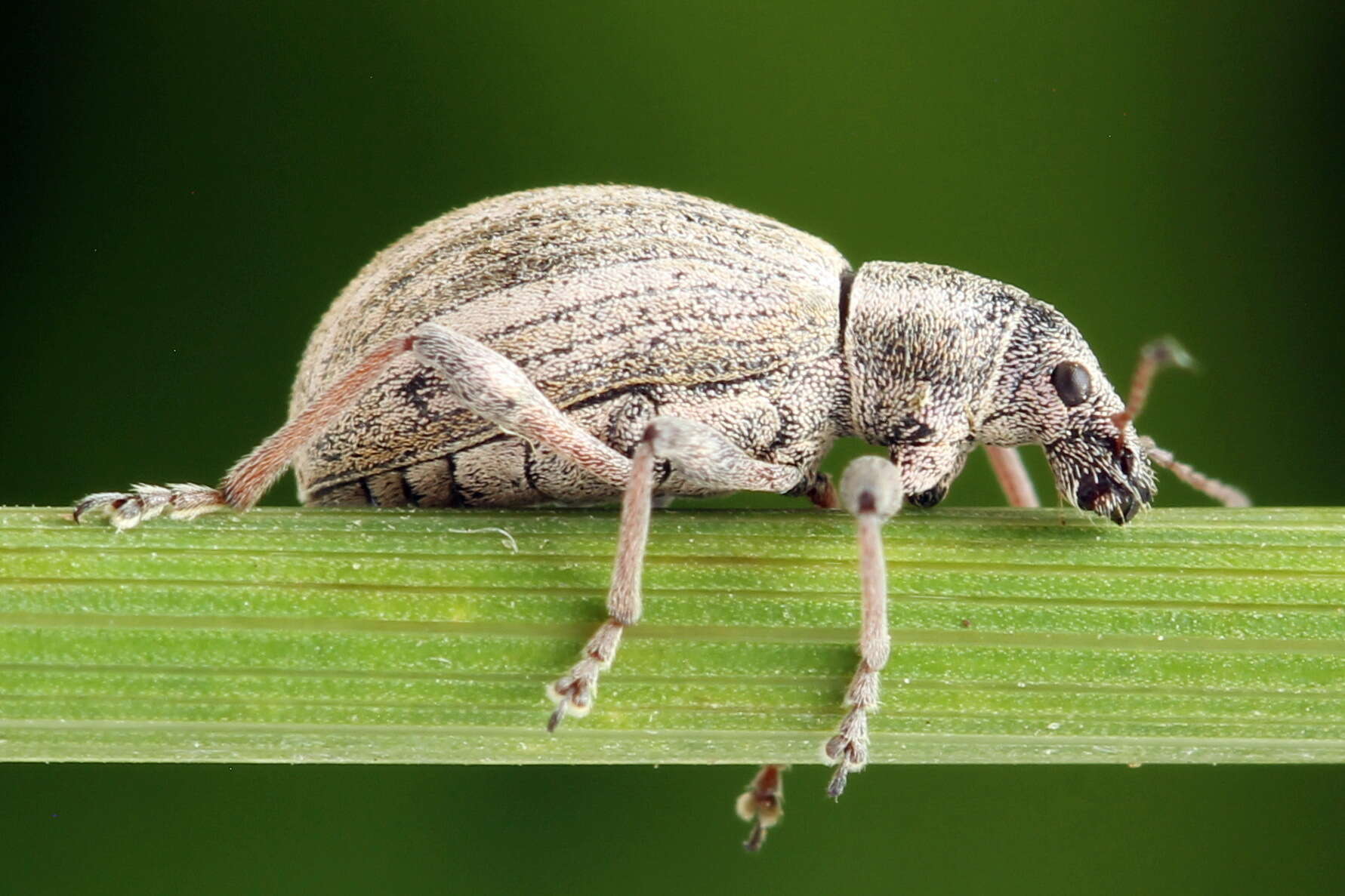 Image of Polydrusus (Eurodrusus) confluens Stephens 1831