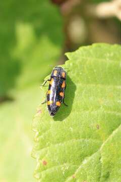 Image of Ptosima undecimmaculata (Herbst 1784)