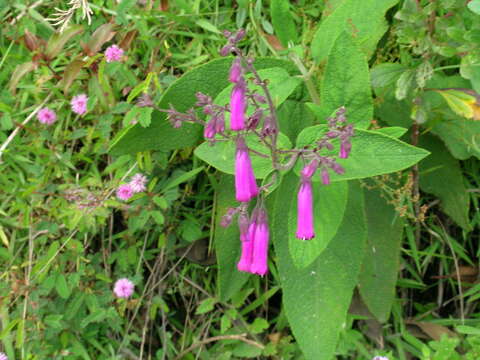 Image of Lepechinia speciosa (A. St.-Hil. ex Benth.) Epling