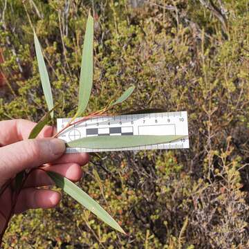 Слика од Eucalyptus burgessiana L. A. S. Johnson & Blaxell