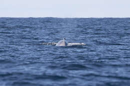 Image of Shepherd's Beaked Whale