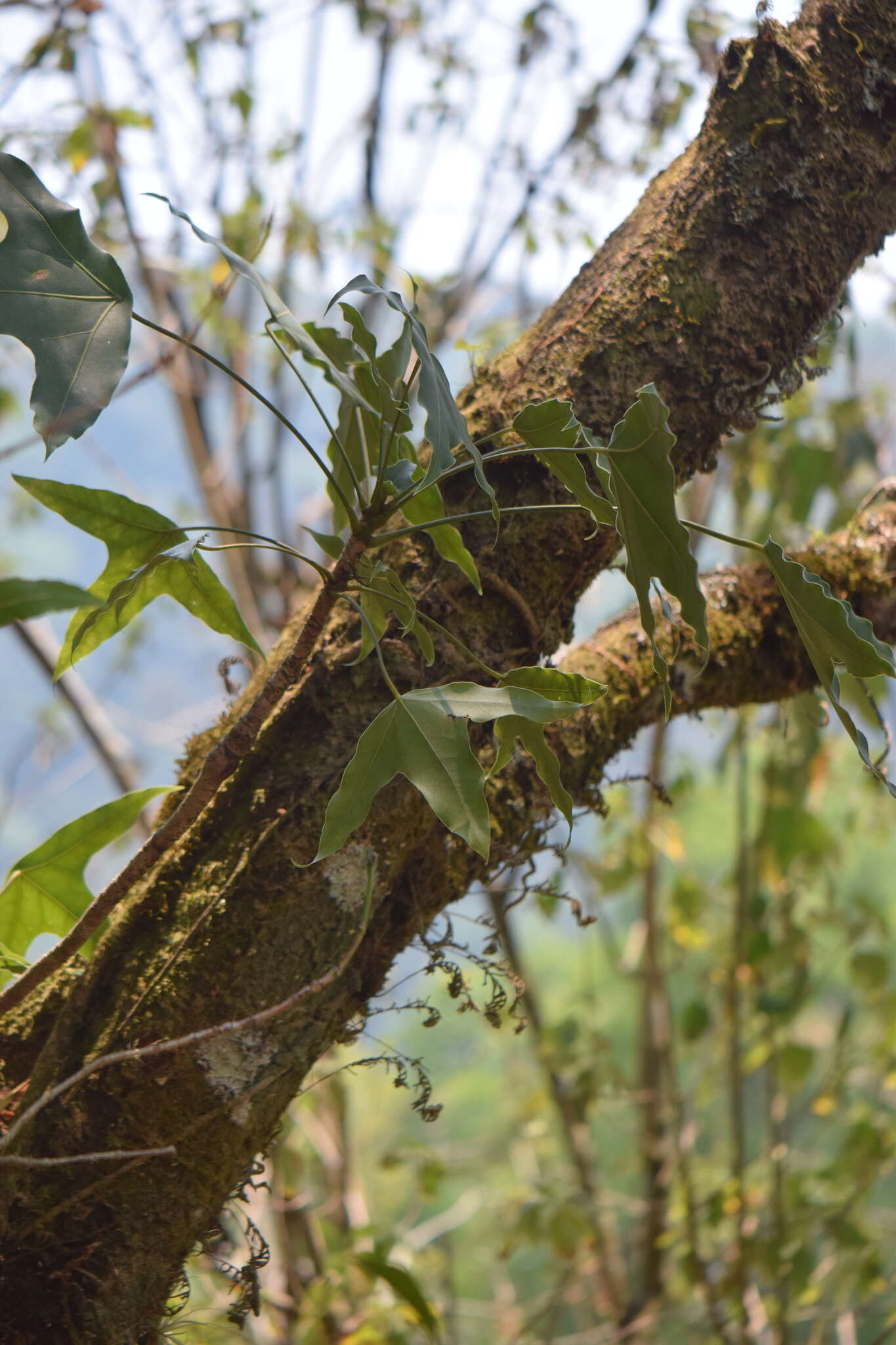 Oreopanax sanderianus Hemsl. resmi