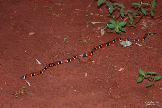 Image of Painted Coral Snake