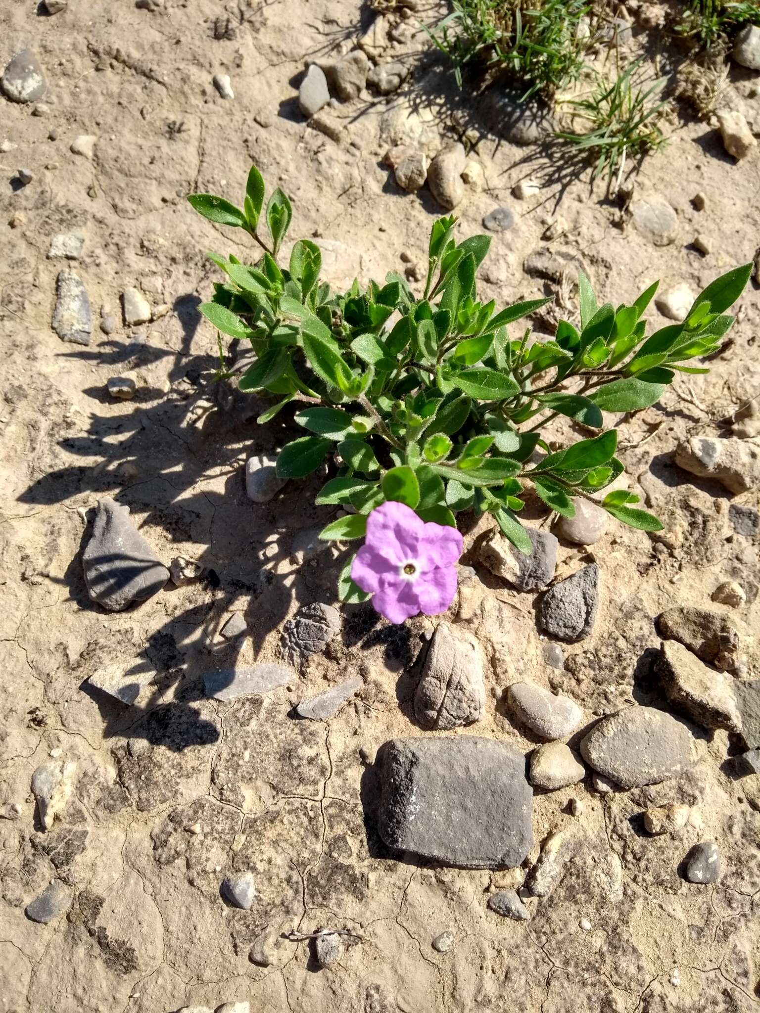 Image of Texas cupflower