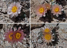 صورة Pediocactus winkleri K. D. Heil