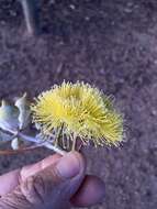 Image of lemon-flower gum
