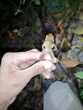 Image de Pristimantis charlottevillensis (Kaiser, Dwyer, Feichtinger & Schmid 1995)