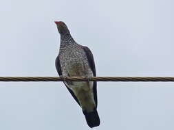 صورة Patagioenas speciosa (Gmelin & JF 1789)