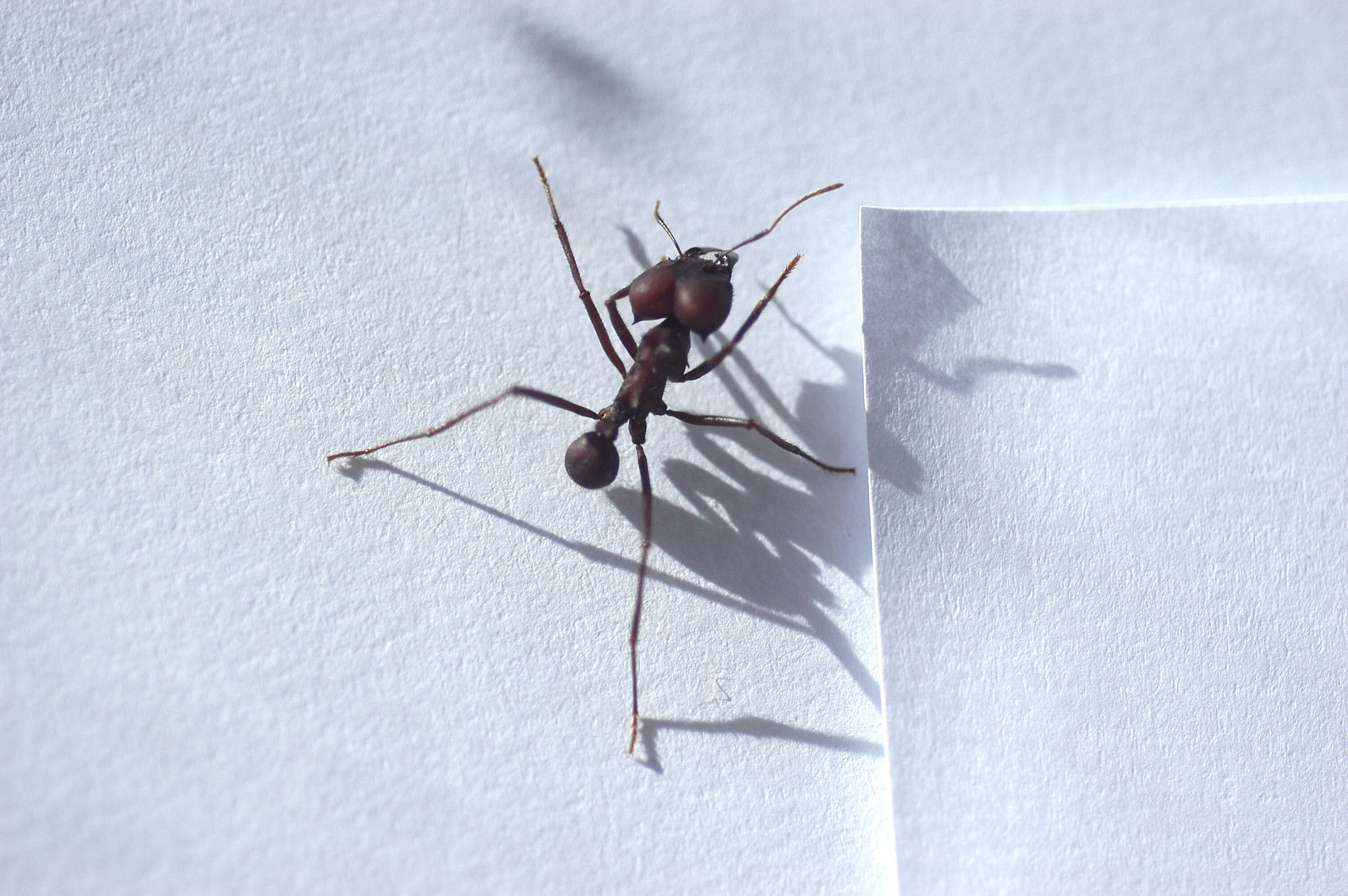 Image of leaf-cutter ants