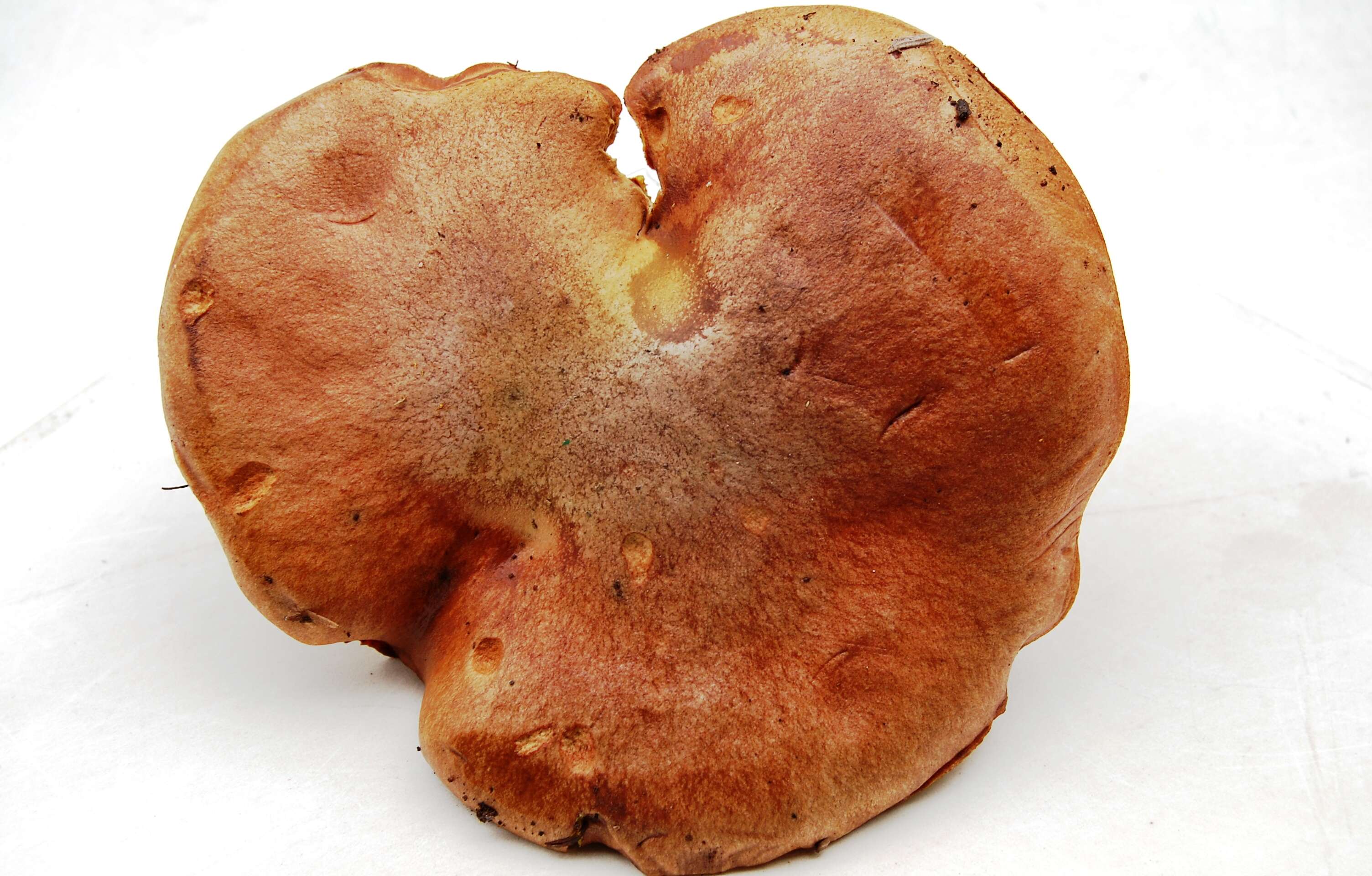 Image of Suillus collinitus (Fr.) Kuntze 1898