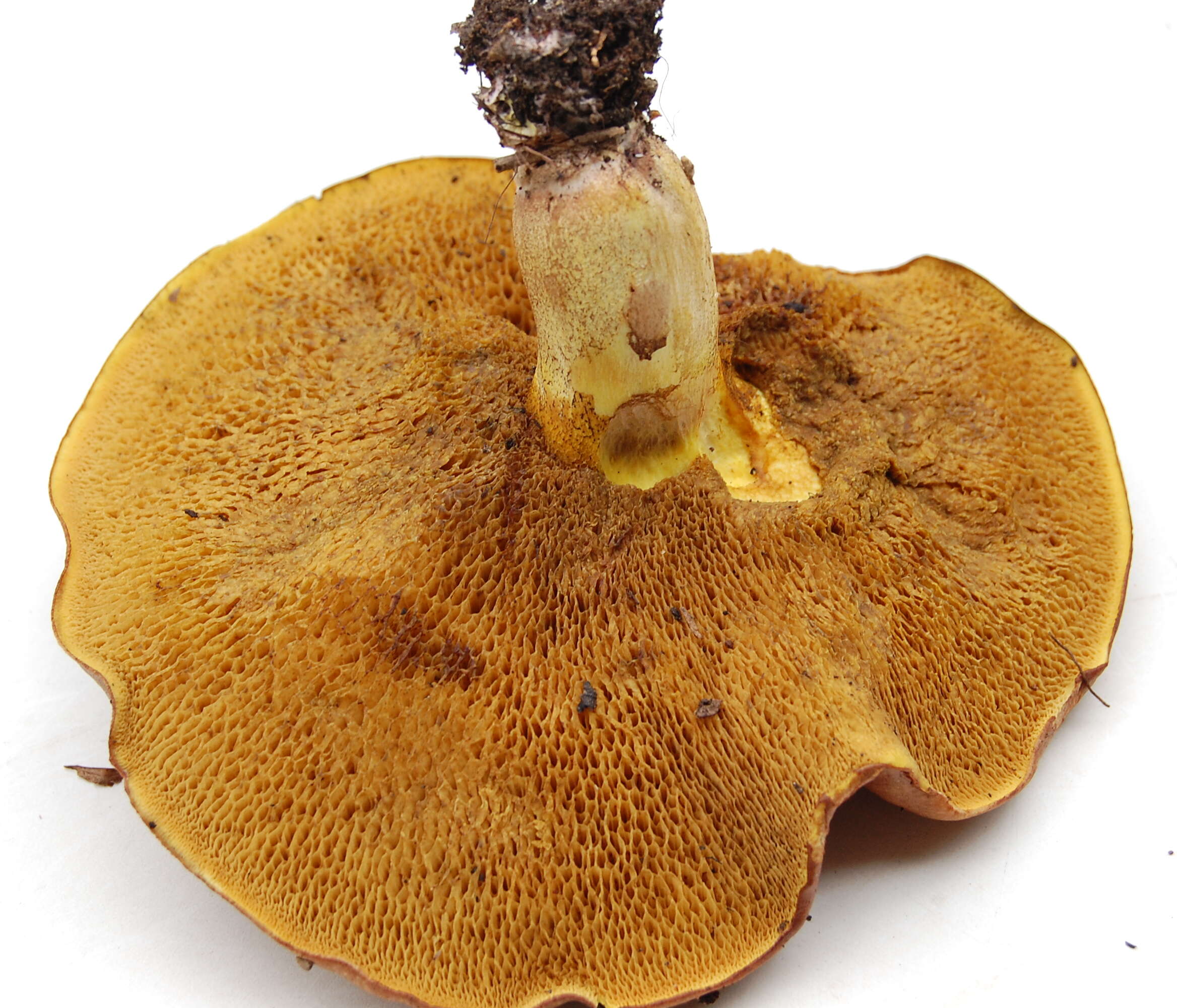 Image of Suillus collinitus (Fr.) Kuntze 1898