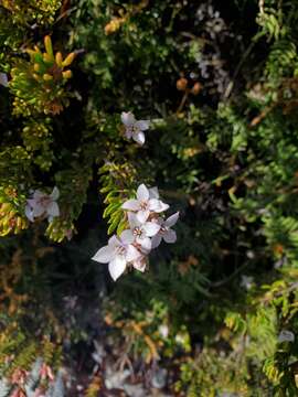 Image of Boronia citriodora subsp. citriodora