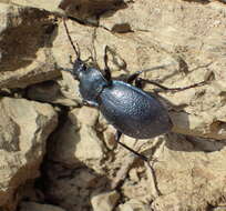 Image of Winstanley Ground Beetle