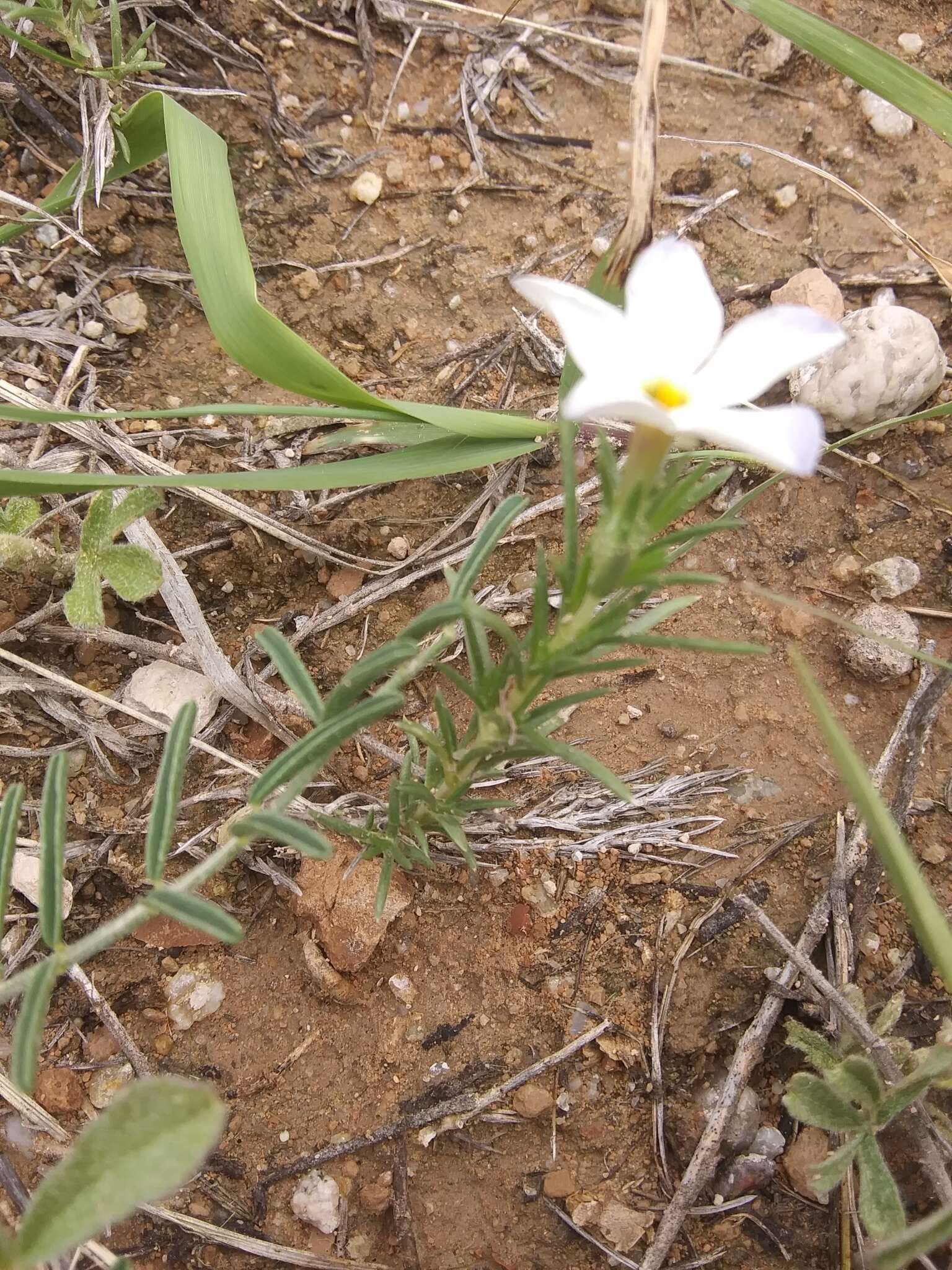 Imagem de Phlox andicola E. Nelson