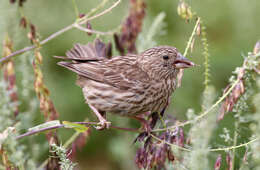 Image of Red-mantled Rosefinch