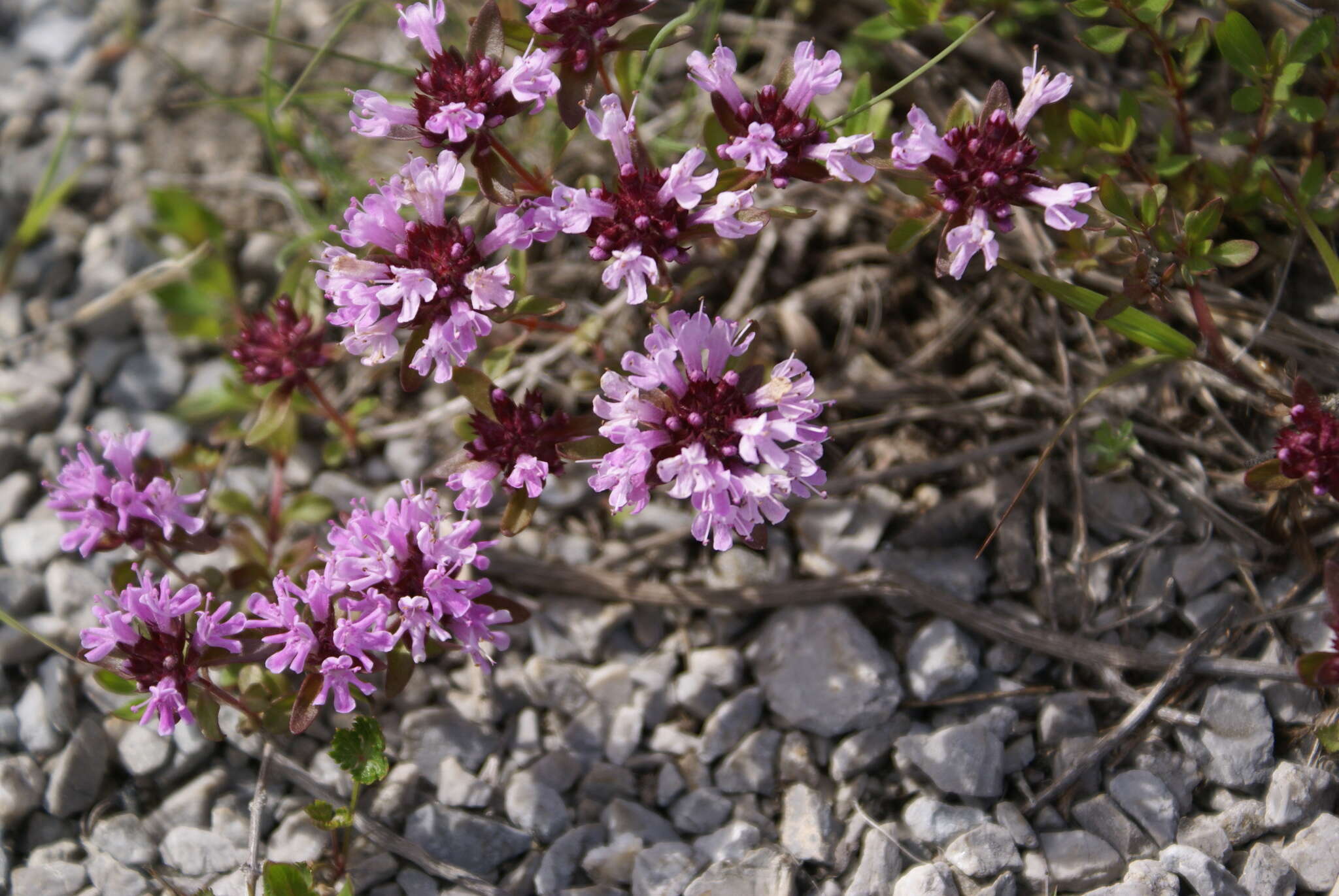 Imagem de Thymus komarovii Serg.