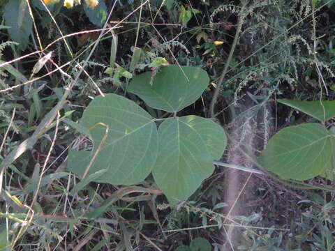 Imagem de Pueraria montana var. lobata (Willd.) Sanjappa & Pradeep