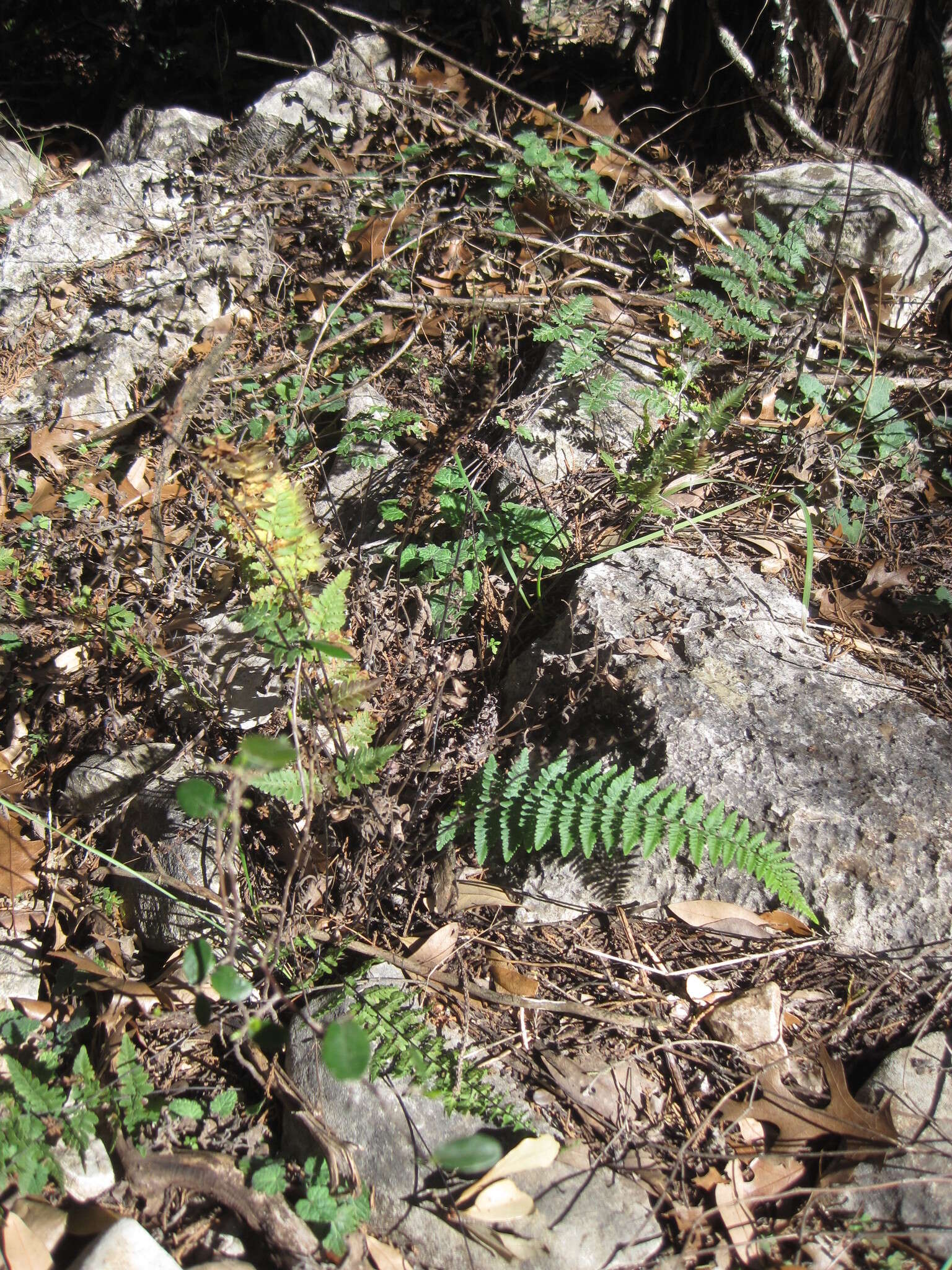 Myriopteris alabamensis (Buckley) Grusz & Windham resmi