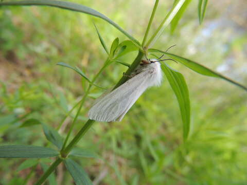 Image of water ermine