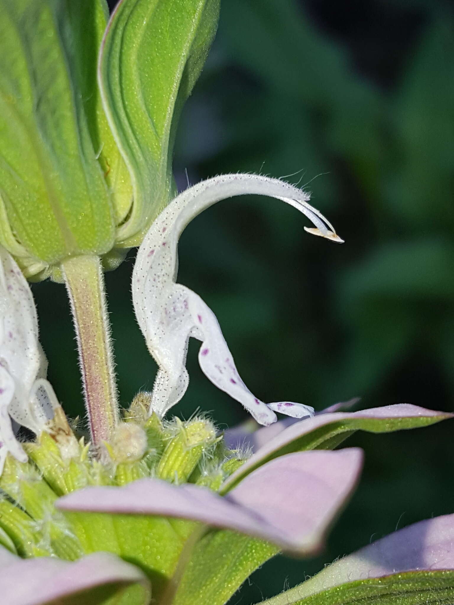 Imagem de Monarda punctata var. punctata