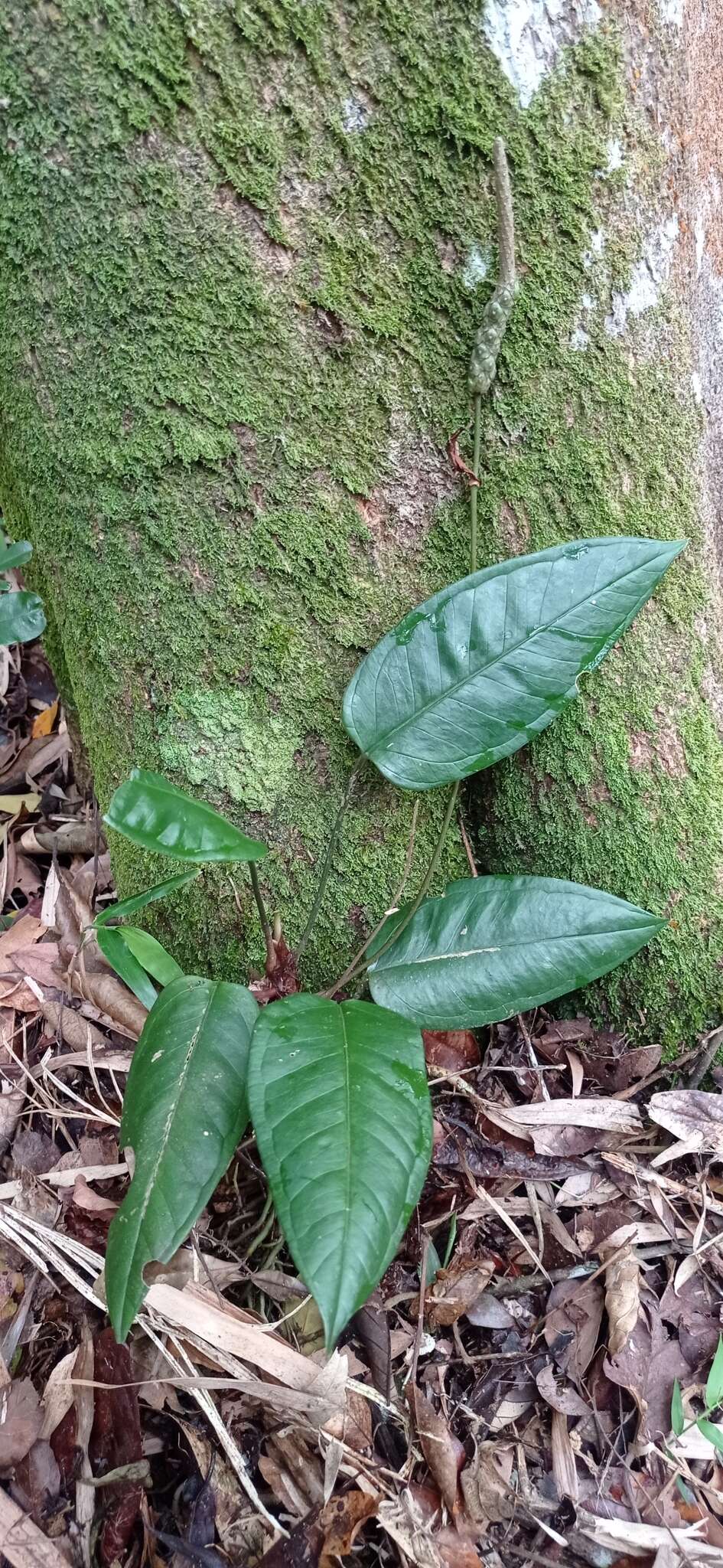 Image of Anthurium lucioi Nadruz