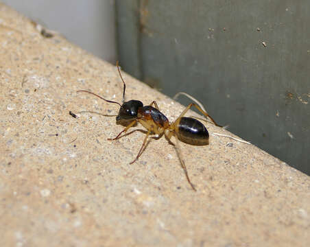 Plancia ëd Camponotus consobrinus (Erichson 1842)