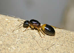 Plancia ëd Camponotus consobrinus (Erichson 1842)